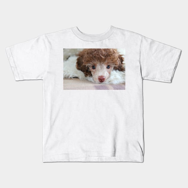 Toy Poodle Puppy Kids T-Shirt by Furtographic